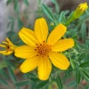 Copper Canyon Daisy 1 Gallon Live Plant – Golden Yellow Blooms, Deer-Proof