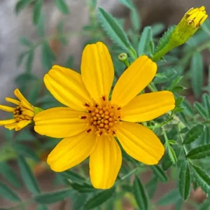 Copper Canyon Daisy 1 Gallon Live Plant – Golden Yellow Blooms, Deer-Proof