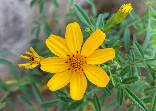 Copper Canyon Daisy 1 Gallon Live Plant – Golden Yellow Blooms, Deer-Proof