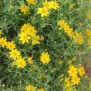Copper Canyon Daisy 1 Gallon Live Plant – Golden Yellow Blooms, Deer-Proof