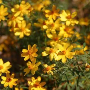 Copper Canyon Daisy 1 Gallon Live Plant – Golden Yellow Blooms, Deer-Proof