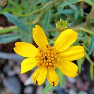 Copper Canyon Daisy 1 Gallon Live Plant – Golden Yellow Blooms, Deer-Proof