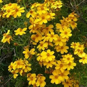 Copper Canyon Daisy 1 Gallon Live Plant – Golden Yellow Blooms, Deer-Proof