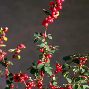 Coral Berry Live Plant 1 Gallon – Shade-loving Groundcover with Purple-Pink Berries