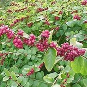 Coral Berry Live Plant 1 Gallon – Shade-loving Groundcover with Purple-Pink Berries