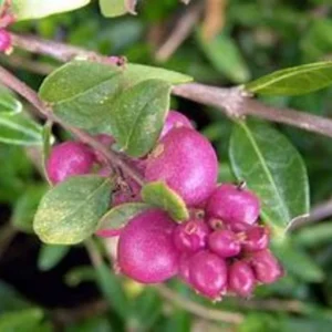Coral Berry Live Plant 1 Gallon – Shade-loving Groundcover with Purple-Pink Berries