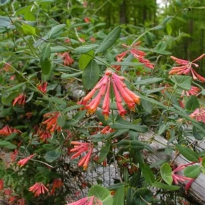 Coral Honeysuckle Live Plant 1 Gallon - Red Flowering Climbing Vine
