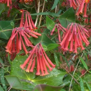 Coral Honeysuckle Live Plant 1 Gallon - Red Flowering Climbing Vine
