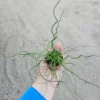 Corkscrew Rush - Juncus Spiralis - Unique Spiral Grass Plant - 4in Pot