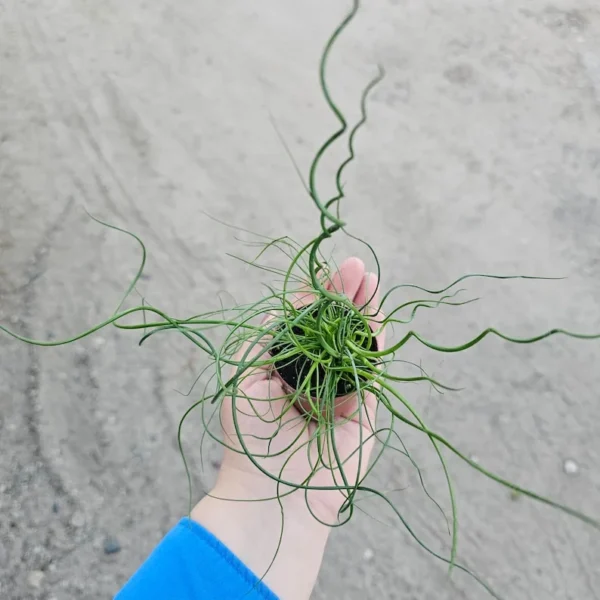 Corkscrew Rush - Juncus Spiralis - Unique Spiral Grass Plant - 4in Pot