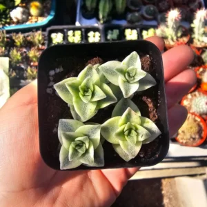 Variegated String of Things Succulent Bundle - 2in Pots - Trailing Variety