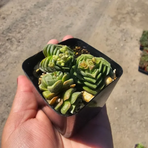 Crassula Dorothy Succulent - Rooted Cuting - Rare and Unique Plant