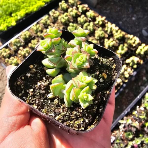 Crassula Tom Thumb Succulent - Rare Miniature Crassula - 2in Pot