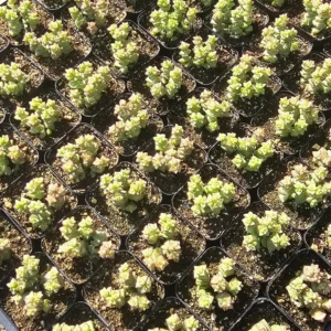 Crassula Tom Thumb Succulent - Rare Miniature Crassula - 2in Pot