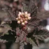 Crimson Diablo Ninebark Shrub - 2.5 inch Pot - Flowering Shrub for Sale
