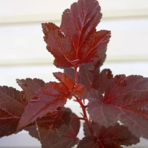 Crimson Diablo Ninebark Shrub - 2.5 inch Pot - Flowering Shrub for Sale