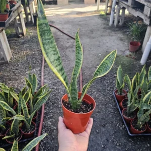 Snake Plant Sansevieria - Yellow Snake Plant - Air Purifying - 4in Pot