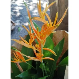 Heliconia Psittacorum Live Plants - 4 to 8 Inch Orange Rhizomes, Well Rooted