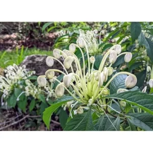 Live Clerodendrum Plant - White Flowering Shrub, 4-Inch Pot