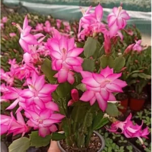 Christmas Cactus Plant 3 Inch Pot Pink Schlumbergera Live Plant