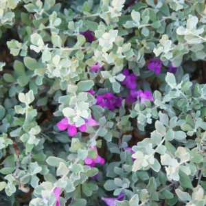 Texas ‘Greencloud’ Sage 1 Gallon Plant - Pink Flowers, Hardy Shrub, Deer-Resistant