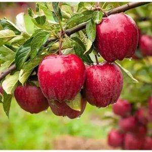 Red Apple Tree Sweet Apples Plant - 2 to 3 Feet Tall Bare Roots