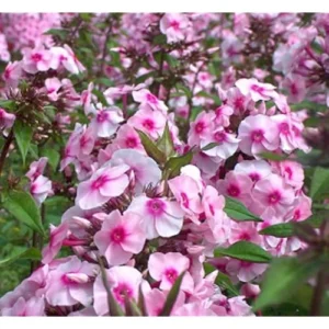 Live Garden Phlox Plant - 4 to 6 Inches Tall, Light Pink Phlox Subulata Plant