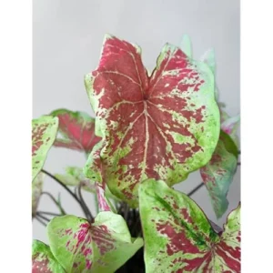 2 Raspberry Caladium Bulbs - Vibrant Shade-Loving Foliage for Gardens