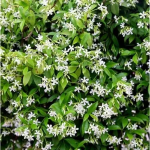 Star Jasmine Plant - 2 Feet - White Fragrant Climbing Vine - Gallon Pot