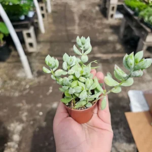Cotyledon pendens - Cliff Cotyledon Hanging Succulent - 2in Pot