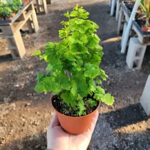 1 Pacific Maidenhair Fern 2 Inch Pot | Adiantum monocolor | Elegant Fern | Easy Care