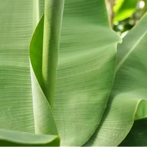 Live Basjoo Banana Plant - Cold Hardy, 2-3 Feet Tall, Fast-Growing