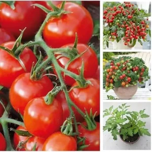Cherry Tomato Plants - Heirloom, Large, 5-10 Inch Tall, Pack of 2