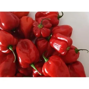 4 Live Habanero Pepper Plants Red Habanero Peppers Plants Chili Pepper Habanero Plants, 4 to 6 Inc Tall, Size 4 Inc Pot,Ready to Grow