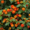 Dallas Red Lantana Live 4 Inch Plant – Red Flowers, Deer-Resistant, Heat-Tolerant