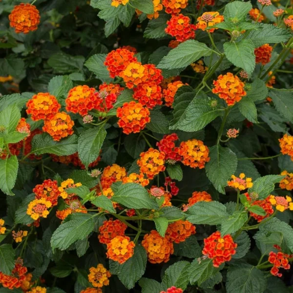 Dallas Red Lantana Live 4 Inch Plant – Red Flowers, Deer-Resistant, Heat-Tolerant