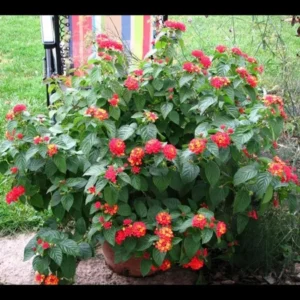 Dallas Red Lantana Live 4 Inch Plant – Red Flowers, Deer-Resistant, Heat-Tolerant