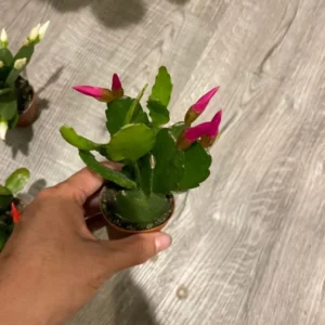 Dark Pink Easter Cactus 2" Pot | Spring Cactus Plant | Rhipsalidopsis Hatiora