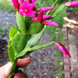 Dark Pink Easter Cactus 2