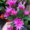Dark Pink Easter Cactus 3.5 Inch - Pink Spring Cactus Plant - Live Rhipsalidopsis Hatiora Plant