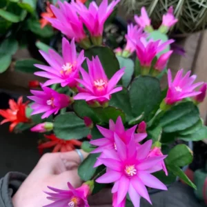 Dark Pink Easter Cactus 3.5 Inch - Pink Spring Cactus Plant - Live Rhipsalidopsis Hatiora Plant