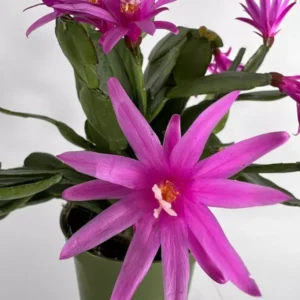 Dark Pink Easter Cactus 3.5 Inch - Pink Spring Cactus Plant - Live Rhipsalidopsis Hatiora Plant