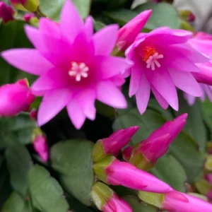 Dark Pink Easter Cactus 3.5 Inch - Pink Spring Cactus Plant - Live Rhipsalidopsis Hatiora Plant