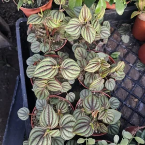 Peperomia Piccolo Banda - Easy Care Indoor Plant - 2in Pot Bundle of 3