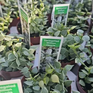 Dischidia ruscifolia Million Hearts Variegated - 3in Potted Trailing Plant