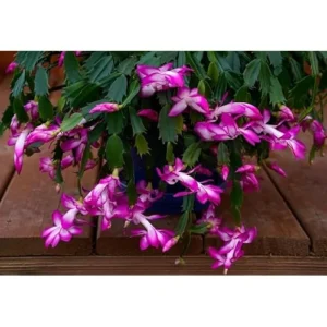 Christmas Cactus Plant - Live Zygocactus - 3 Inch Pot (Purple) - Indoor & Outdoor