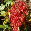 Domestic Nandina Heavenly Bamboo Plant Outdoor Shrub