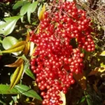 Domestic Nandina Heavenly Bamboo Plant Outdoor Shrub