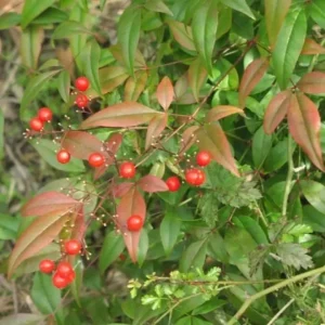 Domestic Nandina Heavenly Bamboo Plant Outdoor Shrub