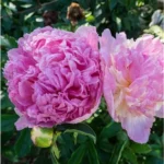 Double Pink Cream Peony Bulb - 1 Root, 2-3 Eyes, Bareroot